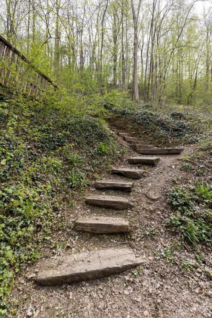 Le repaire de Diego – Le sentier dans le bois